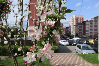 Armut dibine düşermiş. Şehirdeki ilkbahar manzarası. Spring Caddesi..