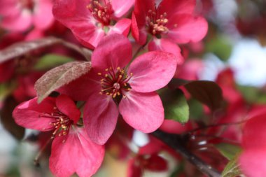 Çiçek açan kiraz ağacının pembe çiçekleri, makro çekim. Pembe çiçekler arka plan.