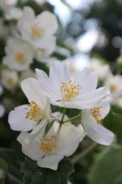 Yasemin çiçekli dallar, kapatın.. 