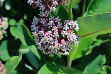 Asclepias syriaca makro fotoğrafçılık. Sıradan bir süt tohumu. Yaban Çiçeği.