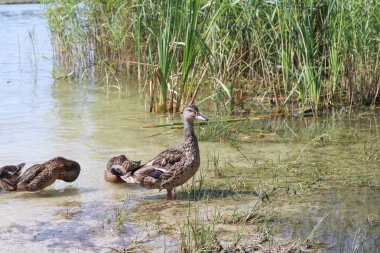Gölde ördek yavrusuyla anne ördek. Ördek ailesi vahşi doğada.