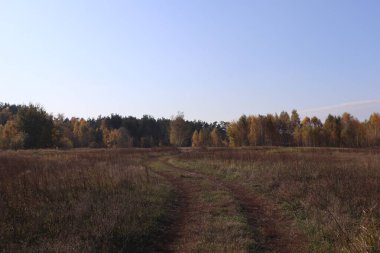Sonbaharda ormanın yakınındaki vahşi tarla 