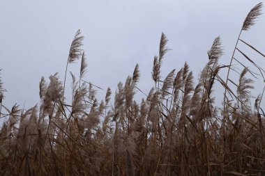 Reed sahası. Sonbaharda bir sürü pampa otu. Doğal bej arkaplan