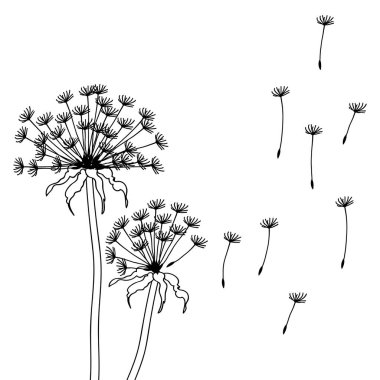 karahindiba kuru çiçekler - tasarlamak vektör çizim.