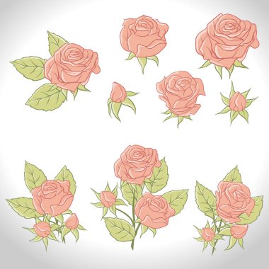 güzel renkli gül büyük kümesi. vektör çizim.