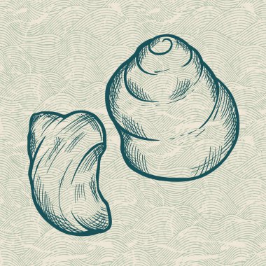 Deniz kabuğu. Özgün el illüstrasyon klasik bir tarzda çekilmiş..