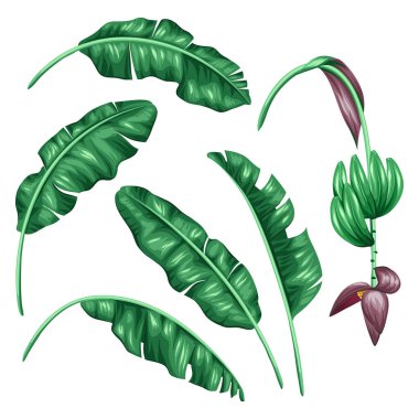 Stilize muz yaprakları seti. Tropikal yeşillik, çiçek ve meyve ile dekoratif görüntü. Dekorasyon için nesneler, reklam kitapçıkları, afiş, flayers tasarım.