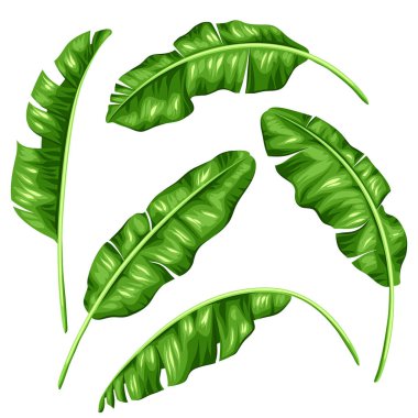 Banana leaves set. Image of decorative tropical foliage. clipart