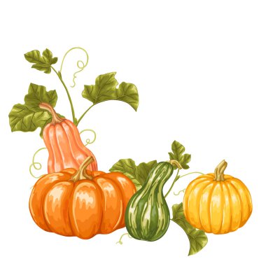 Tasarım öğesi kabak ile. Sebze ve yaprakları Dekoratif süsleme.