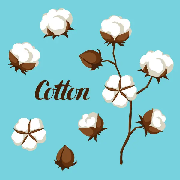 Pamuk çiçek tomurcukları, koza ve şube.