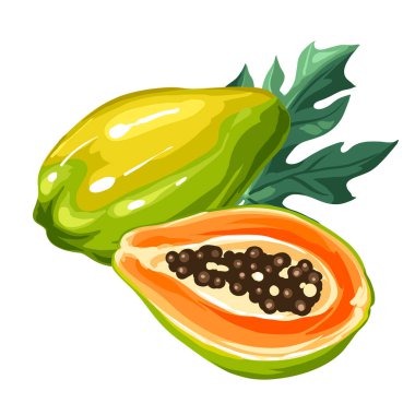 Beyaz arka plan üzerinde izole papaya. Tropikal bitki çizimi.