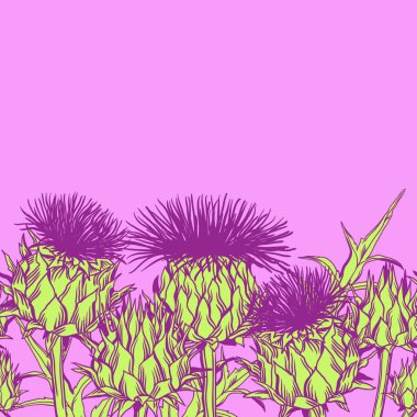 Seamless pattern with onopordum acanthium. Scottish thistle. clipart