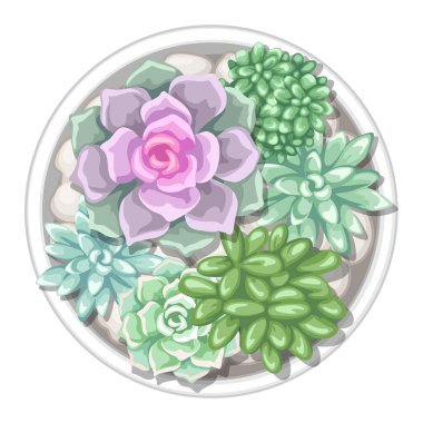 Çeşitli succulents tencerede. Echeveria, yeşim bitki ve eşek kuyrukları.
