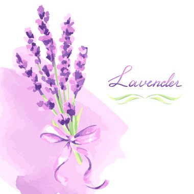 Lavanta çiçek tasarım arka plan. Provence otlar suluboya doğal illüstrasyon.