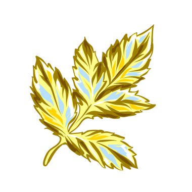 Sarı yıldız çiçeği yaprağı Illustration. Güzel dekoratif bitki.