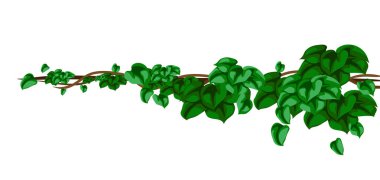 Vahşi yaklaşık dalları arka plan bükülmüş. Orman üzüm bitkiler. Odunsu doğal tropikal yağmur ormanları.