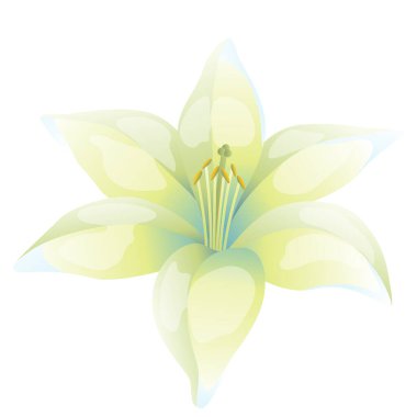 Beyaz arka plan üzerinde güzel lily çizimi.