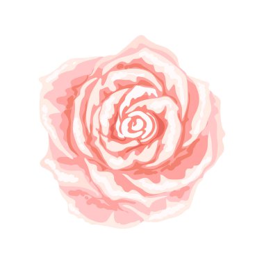 Dekoratif pembe gül. Beyaz arkaplanda izole edilmiş güzel gerçekçi çiçek.