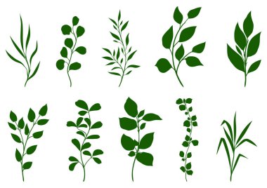 Yeşil yapraklı filizler. Dekoratif doğal bitkiler.