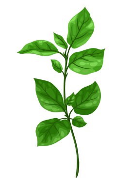 Yeşil yapraklı filiz tasviri. Dekoratif doğal bitki.