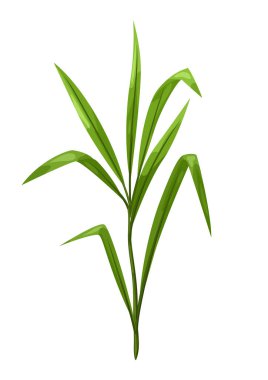 Yeşil yapraklı filiz tasviri. Dekoratif doğal bitki.