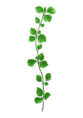 Yeşil yapraklı filiz tasviri. Dekoratif doğal bitki.