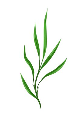 Yeşil yapraklı filiz tasviri. Dekoratif doğal bitki.