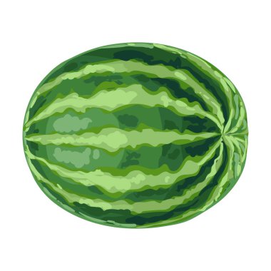 Olgun karpuz tasviri. Dekoratif bir yaz meyvesi.