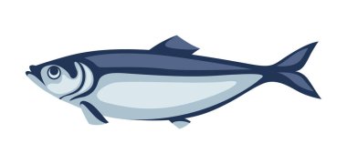 Ringa balığı tasviri. Pasifik sardalyası. Deniz ürünleri resmi.