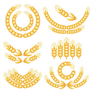 Buğdaylı tasarım elementleri. Tarım imajı arpa ya da çavdarın doğal altın kulakları.