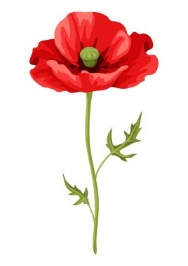 Gerçekçi haşhaş tasviri. Güzel yaz çiçeği.