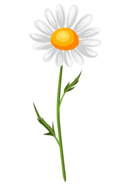 Gerçekçi papatya çayının resmi. Güzel yaz çiçeği.