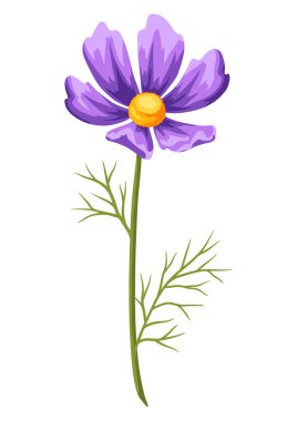 Gerçekçi kozmeyanın yansıması. Güzel yaz çiçeği.