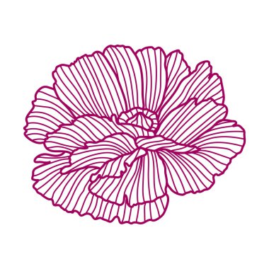 Haşhaş resmi. Güzel dekoratif stilize yaz çiçeği.