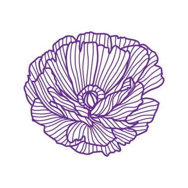 Haşhaş resmi. Güzel dekoratif stilize yaz çiçeği.