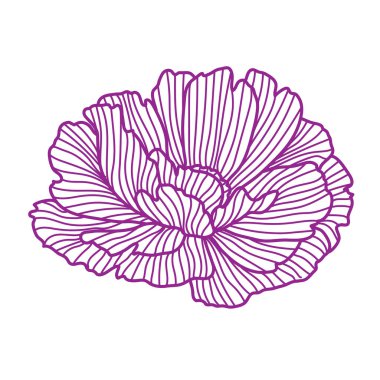 Haşhaş resmi. Güzel dekoratif stilize yaz çiçeği.