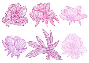 Doğrusal şakayık seti. Güzel dekoratif stilize yaz çiçekleri.