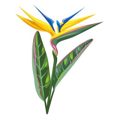 Tropikal strelitzia çiçeğinin resmi. Dekoratif egzotik bitki.