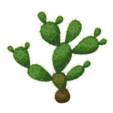 Kaktüs tasviri. Dekoratif dikenli Meksika kaktüsü. Doğal görüntü.