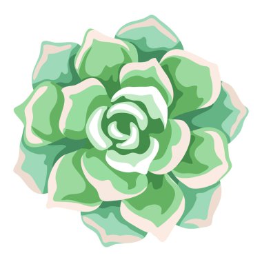 Lezzetli bir resim. Dekoratif ev bitkisi. Doğal görüntü veya simge. .