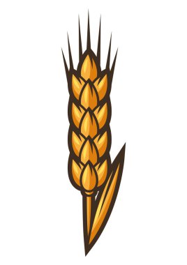 Buğday kulağı çizimi. Kabartma el çizimi tarzında bir nesne. Eski doğal dekoratif element.