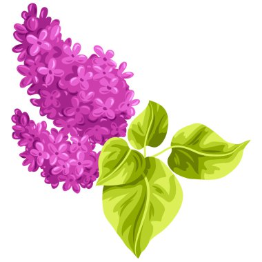 Yapraklı leylak dalı. Dekoratif yaz bitkisi. Dekorasyon için resim.