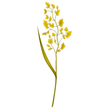 Şekillendirilmiş mısır gevreği çizimi. Dekoratif çayır bitkisi. Dekorasyon için dal.