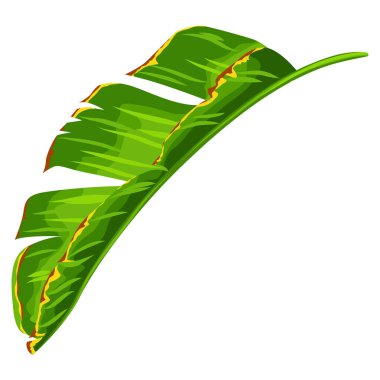 Muzlu palmiye yaprağının tasviri. Tropik yeşillik ve bitkinin dekoratif görüntüsü.