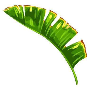 Illustration of stylized banana palm leaf. Decorative image of tropical foliage and plant. clipart