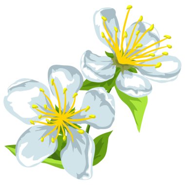 Kiraz ağacı ya da kiraz dalının güzel bir yansıması. Çiçek açan Japon çiçeği. Tasarım ve dekorasyon için elle çizilmiş bitki.