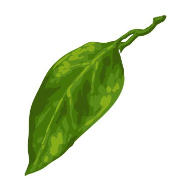 Yaprağın stilize bir illüstrasyonu. Tasarım ve dekorasyon için görüntü. Elle çizilmiş nesne ya da simge.