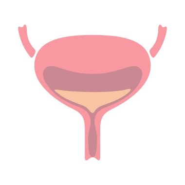 İdrar kesesi iç organı. İnsan vücudu anatomisi. Sağlık ve Tıp Eğitimi ikonu.