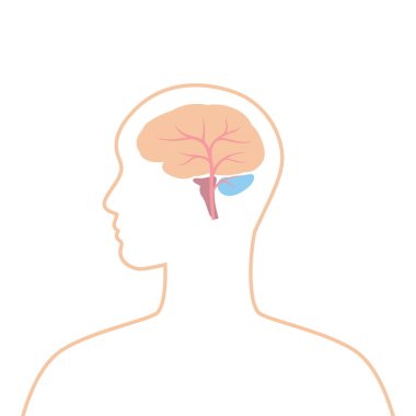 Beyin iç organlarıyla illüstrasyon. İnsan vücudu anatomisi. Sağlık ve tıp eğitimi imajı.