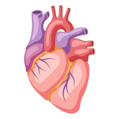 Kalp iç organının yansıması. İnsan vücudu anatomisi. Sağlık ve Tıp Eğitimi ikonu.